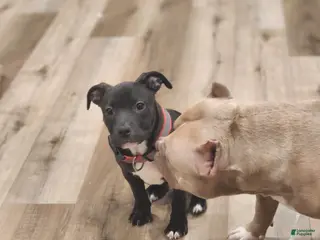 American Pit Bull Terrier dogs American Pit Bull Terrier Puppy 1 - Ad 14