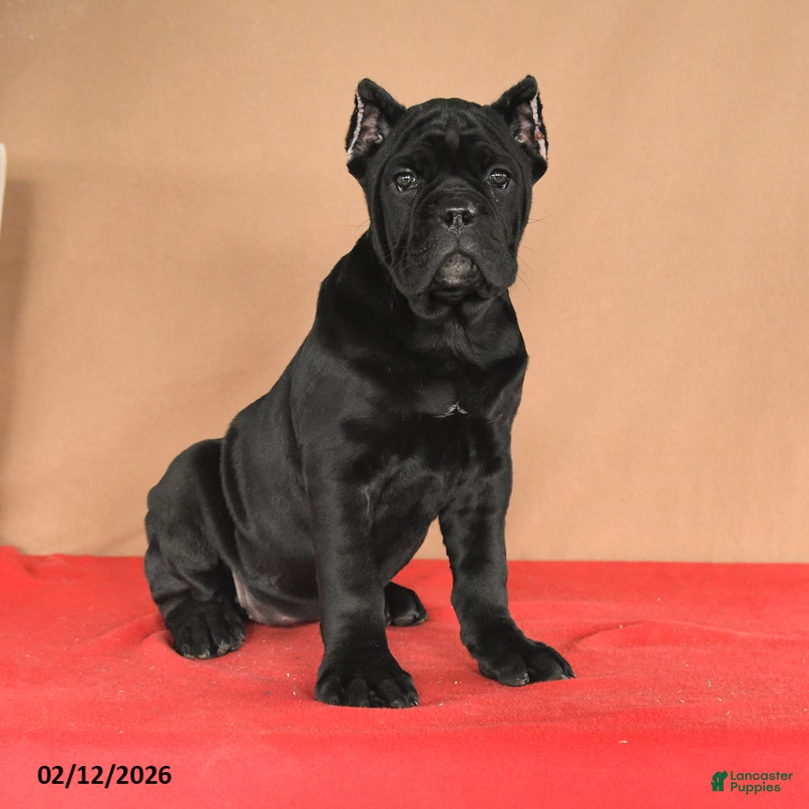 Cane Corso dogs Muffin - Ad 13
