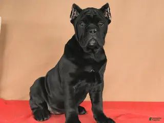 Cane Corso dogs Muffin - Ad 11
