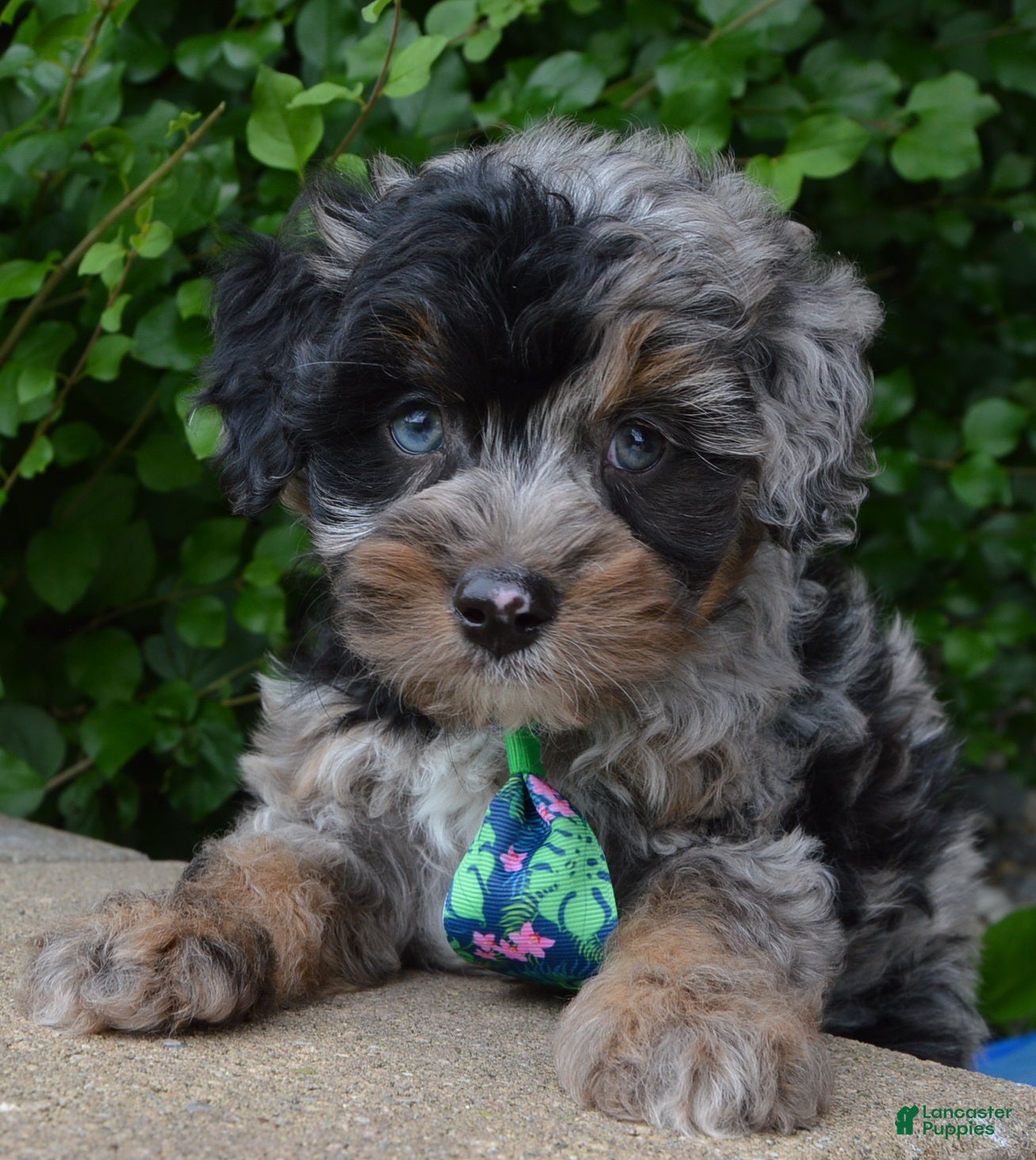 Mini Aussiedoodle dogs Mini Acher - Ad 2