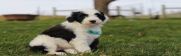 Sheepadoodle dogs for sale: Jangle - Ad 2