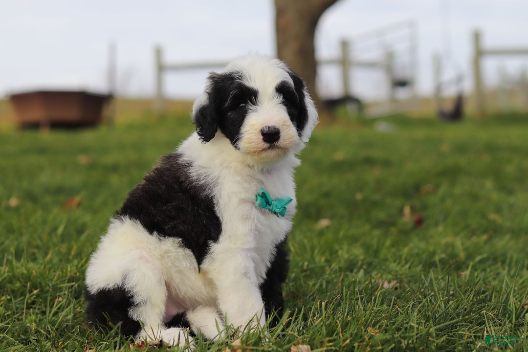 Sheepadoodle dogs for sale: Jangle - Ad 2