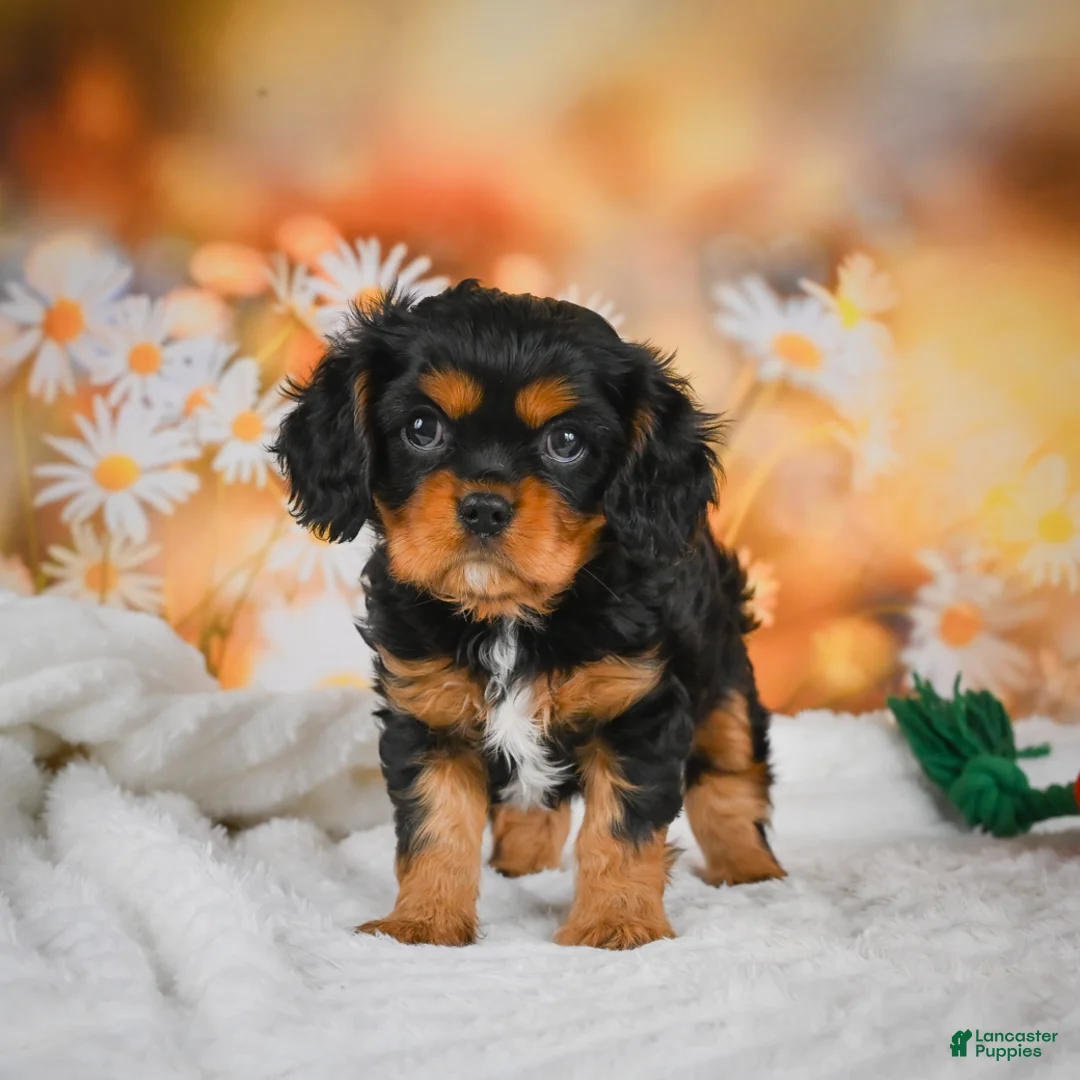 Cavalier King Charles Spaniel dogs for sale: Sammy - Ad 2