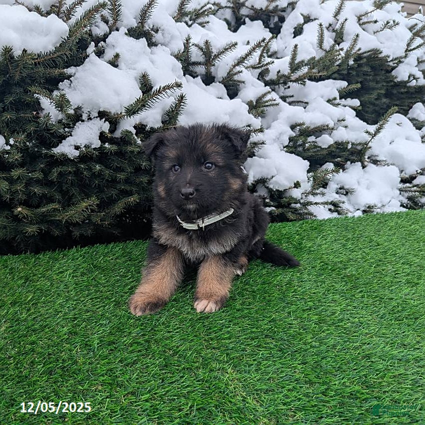 German Shepherd dogs Condo  - Ad 5