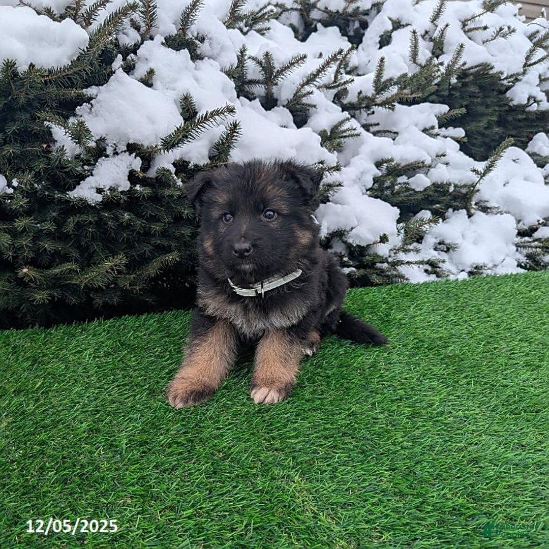 German Shepherd dogs for sale: Condo  - Ad 1