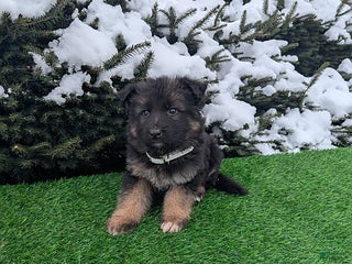 German Shepherd dogs Condo - Ad 9