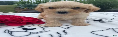 Dexter