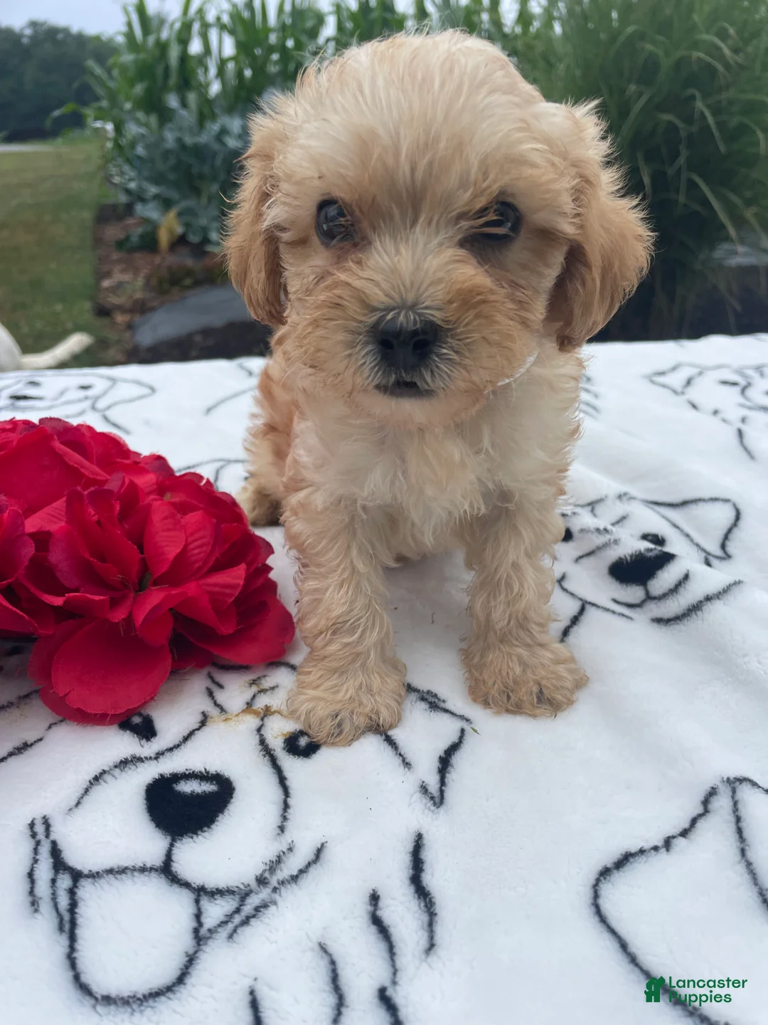 Yorkiepoo dogs for sale: Dexter - Ad 1