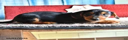 Mixed Breed dogs for sale: Nicky - Ad 3