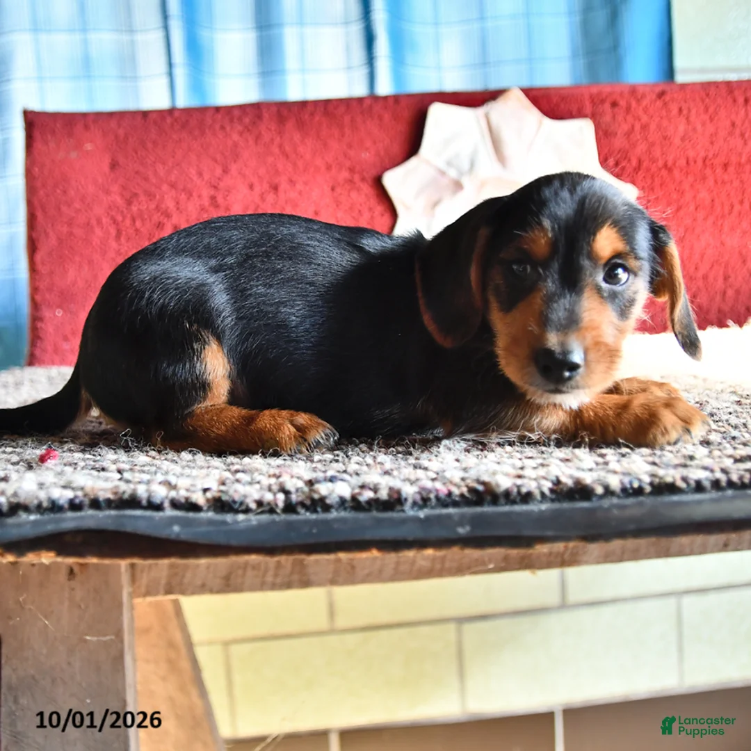 Mixed Breed dogs for sale: Nicky - Ad 3