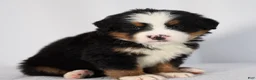 Bernese Mountain Dog dogs for sale: Raven - Ad 3