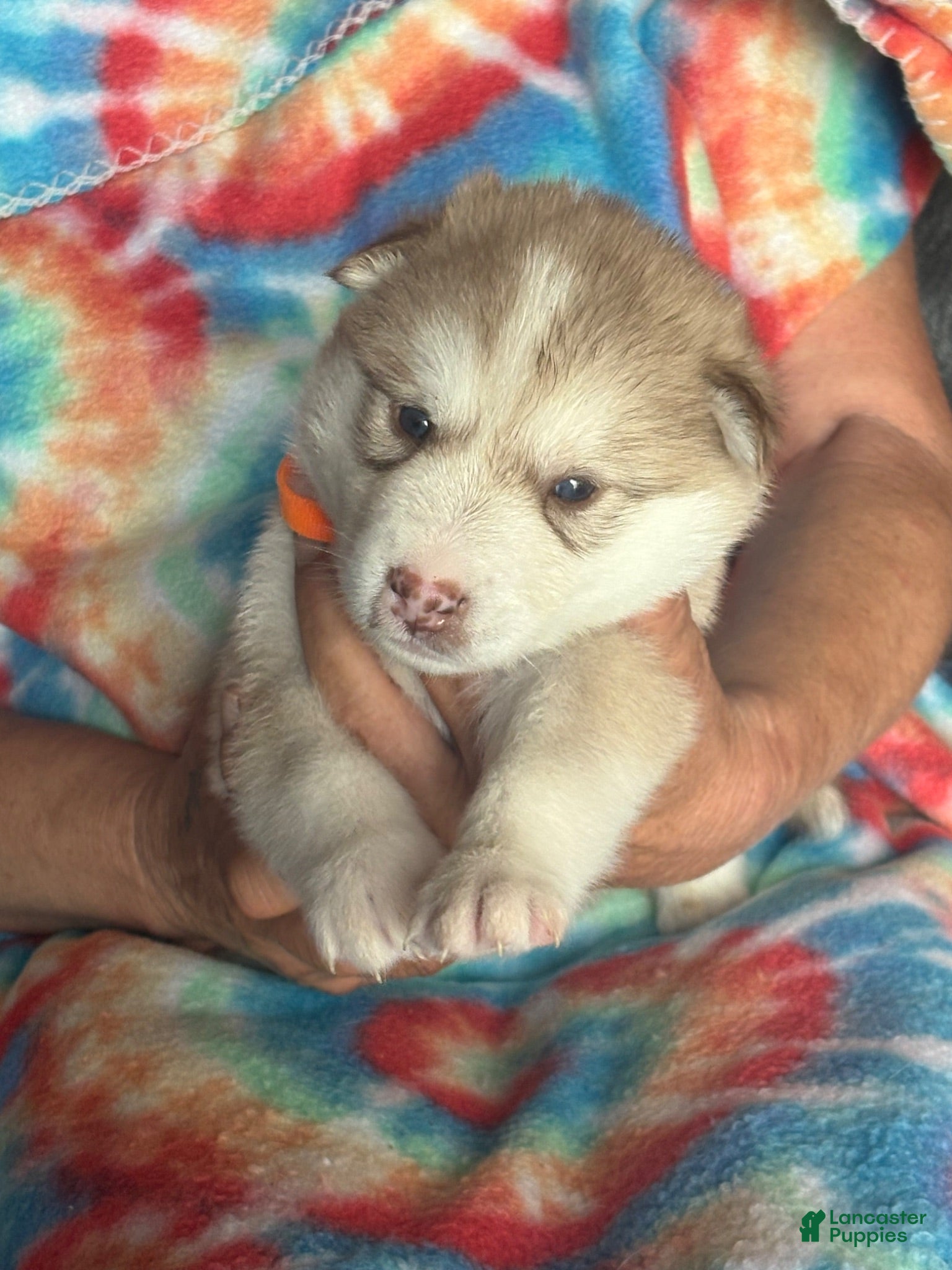 Alaskan Malamute dogs Alaskan Malamute 3 - Ad 12