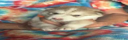 Alaskan Malamute dogs for sale: Alaskan Malamute 3 - Ad 1