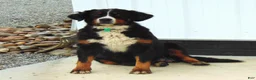 Bernese Mountain Dog dogs for sale: Callie - Ad 8