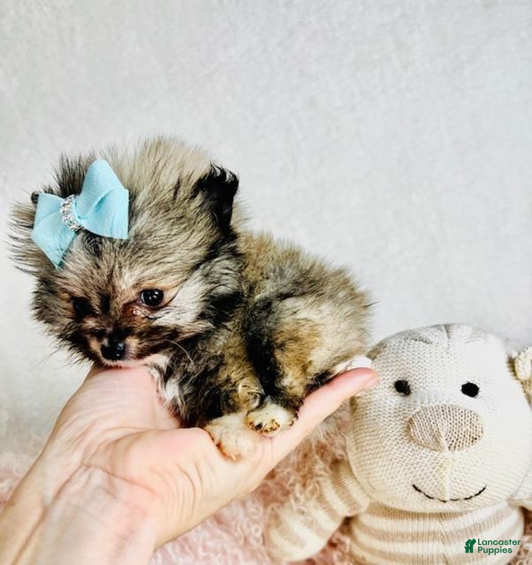 Pomeranian dogs for sale: Teacup Pomeranian Puppy 1 - Ad 1