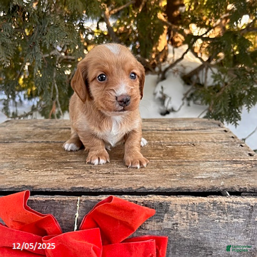 Dachshund dogs for sale: Jake - Ad 3