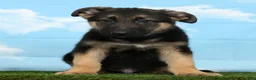 German Shepherd dogs for sale: Wolf - Ad 4