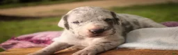 Great Dane dogs for sale: Beulah Great Dane  - Ad 7