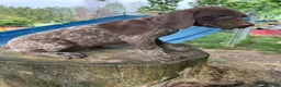 German Shorthaired Pointer dogs for sale: George - Ad 3
