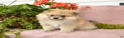 Pomeranian dogs for sale: Sandi - Ad 5