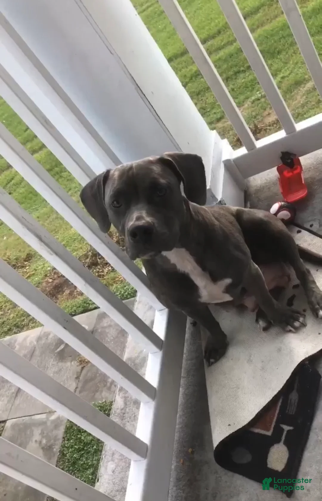 Mixed Breed dogs for sale: Mixed Breed 1 - Ad 2