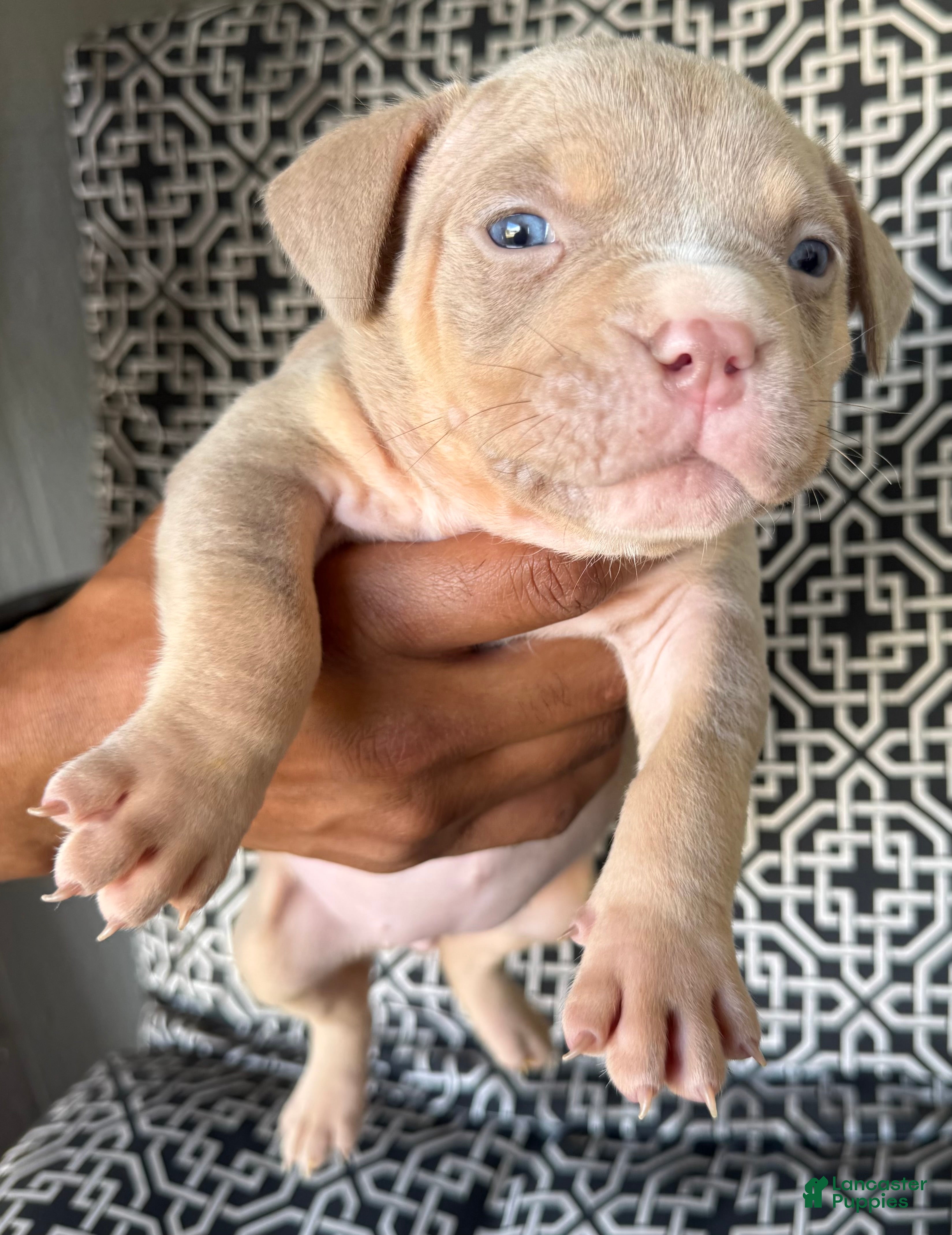 American Bully dogs for sale: American Bully 7 - Ad 31
