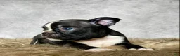 Mixed Breed dogs for sale: Mr. Milo - Ad 5