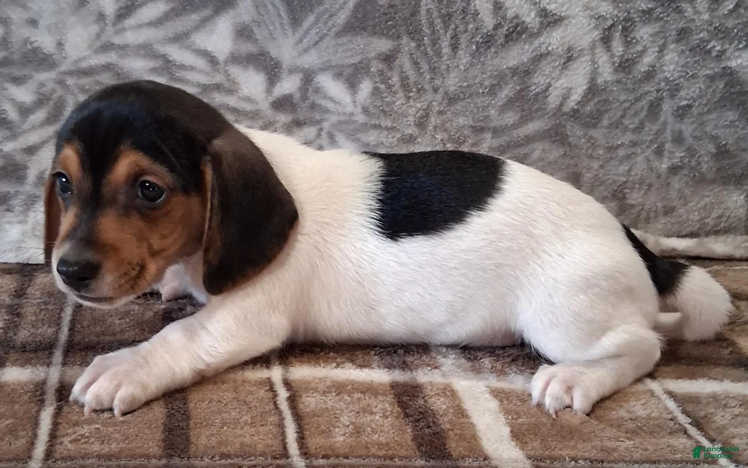 Miniature Dachshund dogs for sale: Riley - Ad 2
