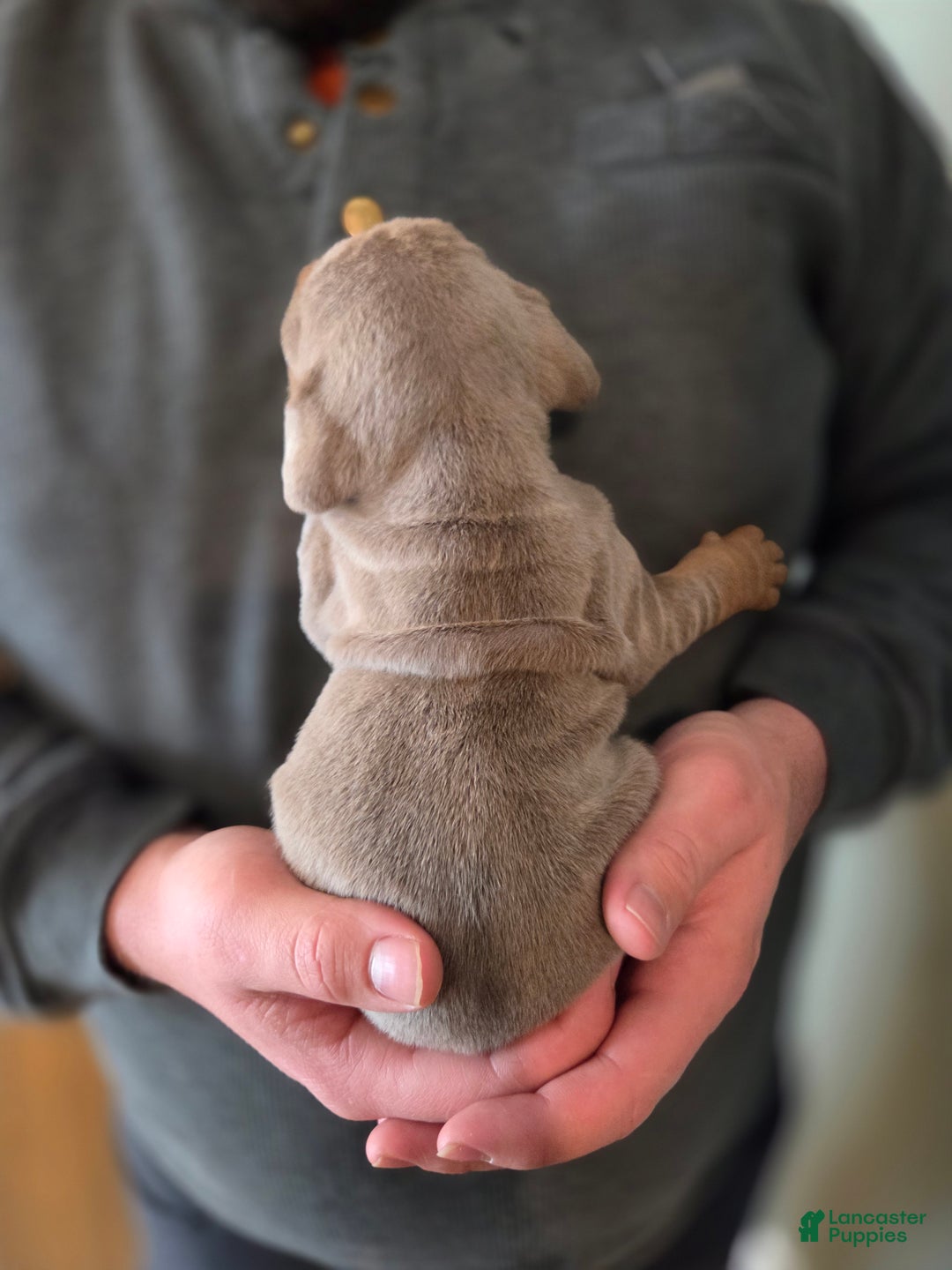 English Bulldog dogs for sale: Tatum - Ad 2