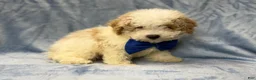 Bichpoo dogs for sale: Hercules - Ad 6