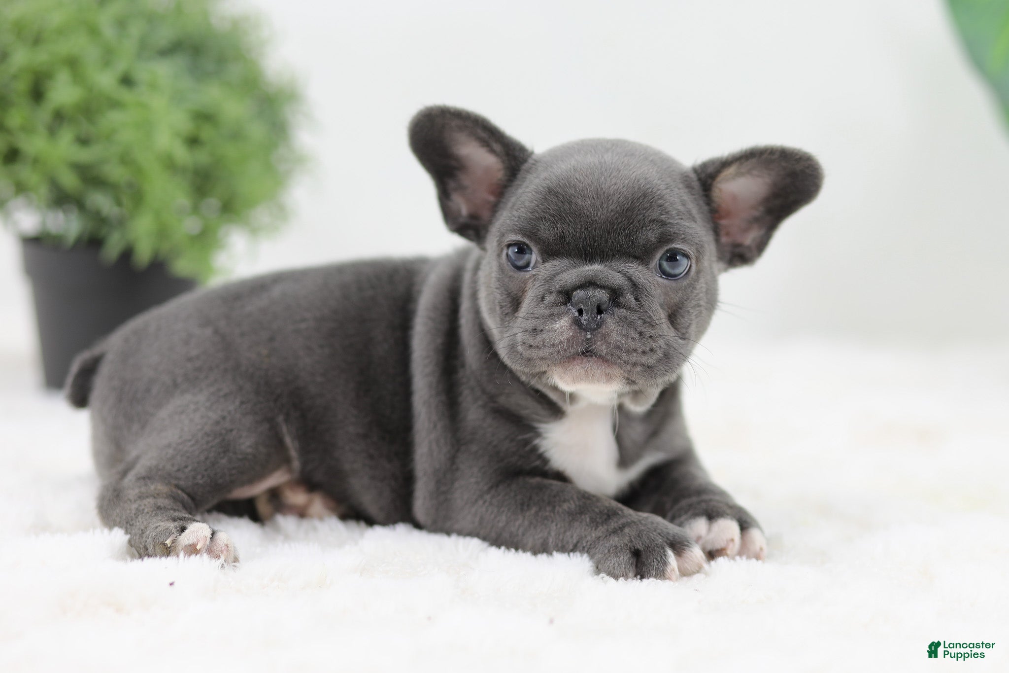French Bulldog dogs Grace - Ad 2