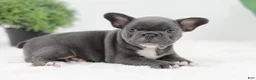 French Bulldog dogs for sale: Grace - Ad 2
