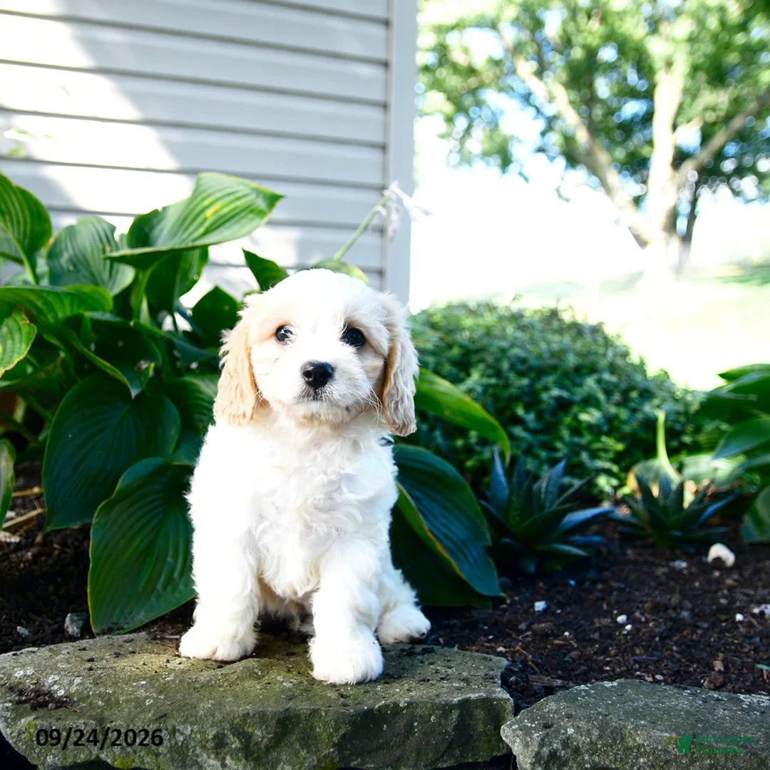Cavachon dogs for sale: Laya - Ad 2