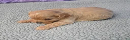 Cavapoo dogs for sale: Cavapoo 5 - Ad 37