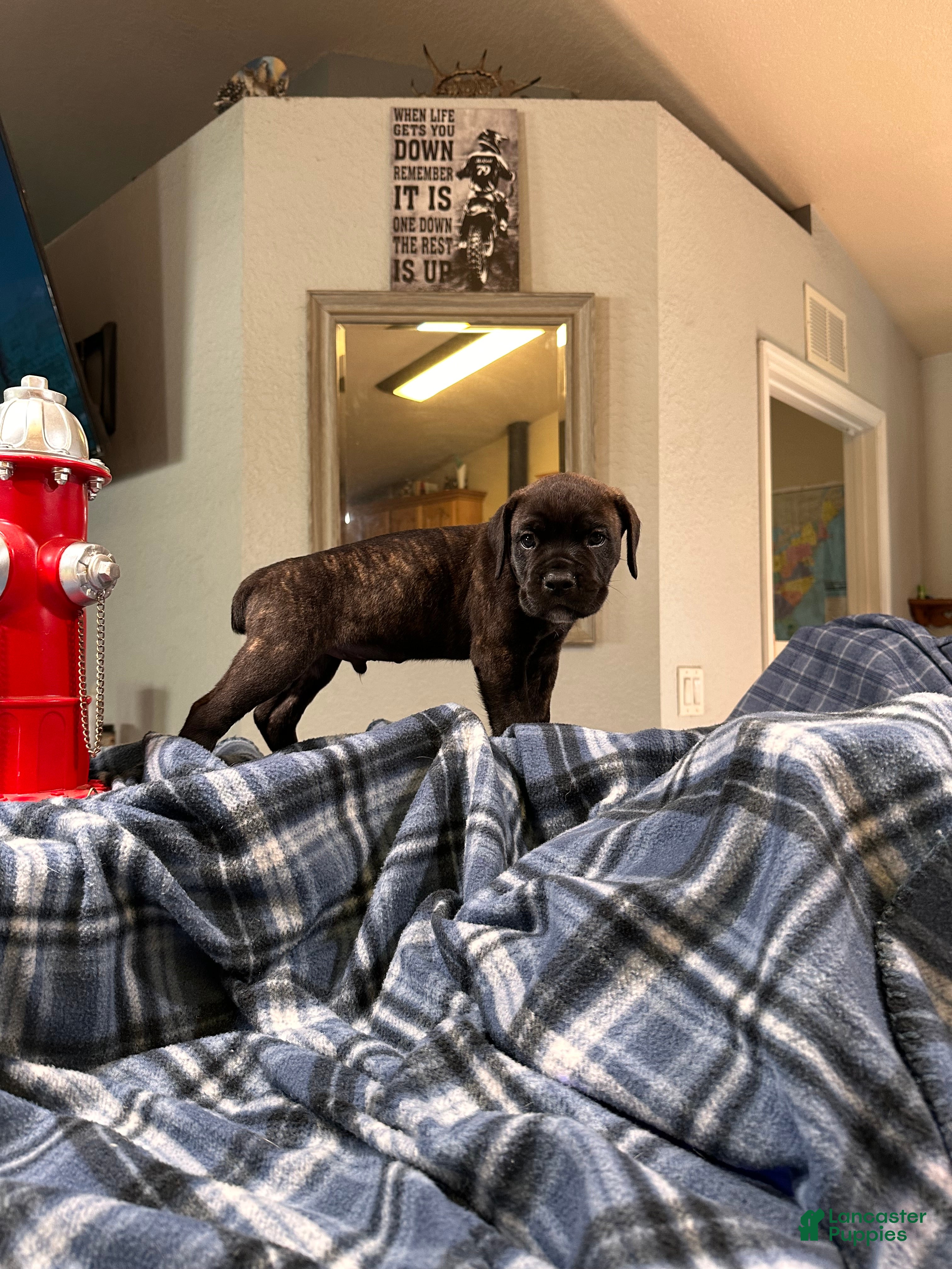 Cane Corso dogs Clyde black brindle - Ad 1