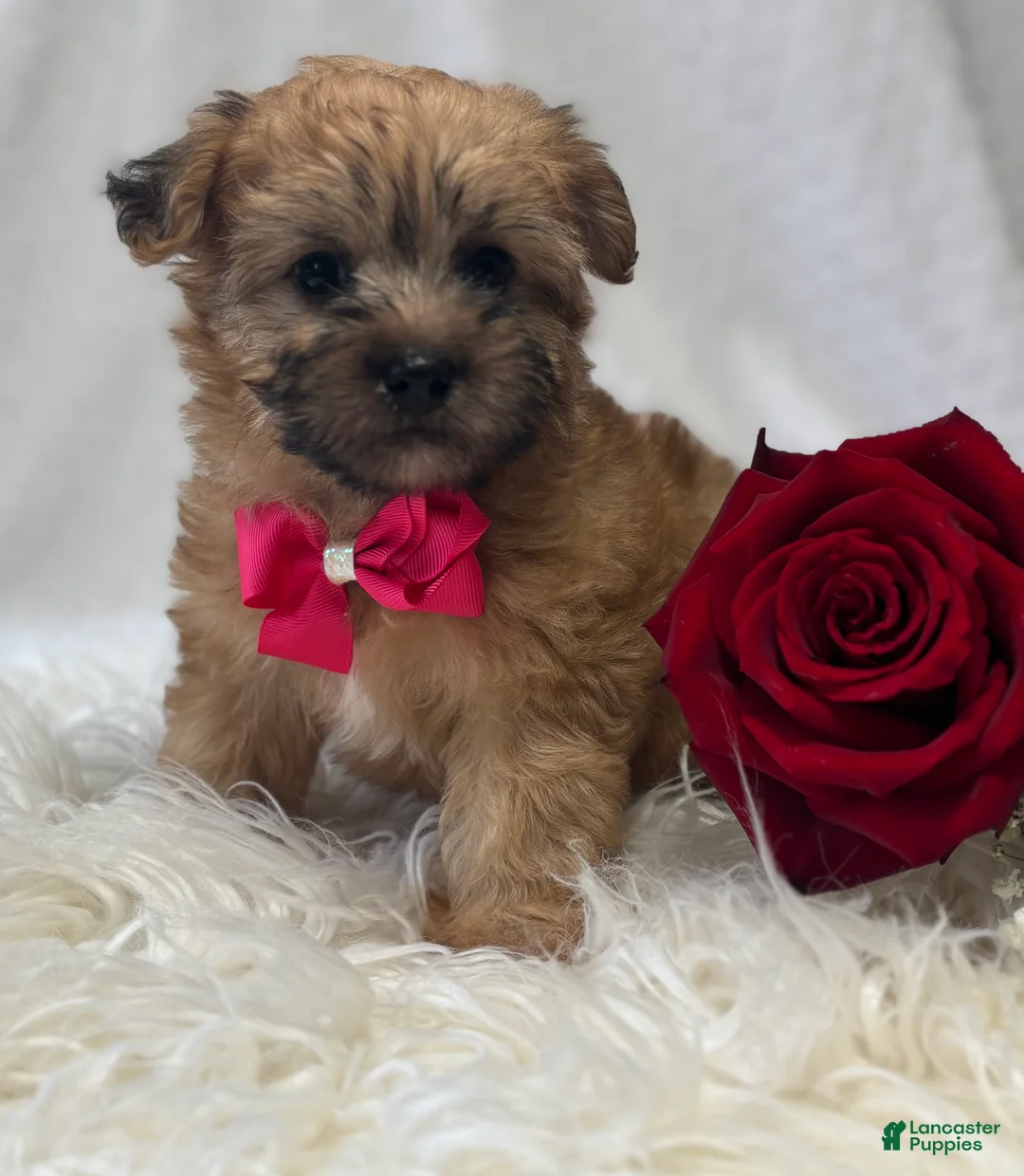 Morkie dogs for sale: Ava - Ad 6