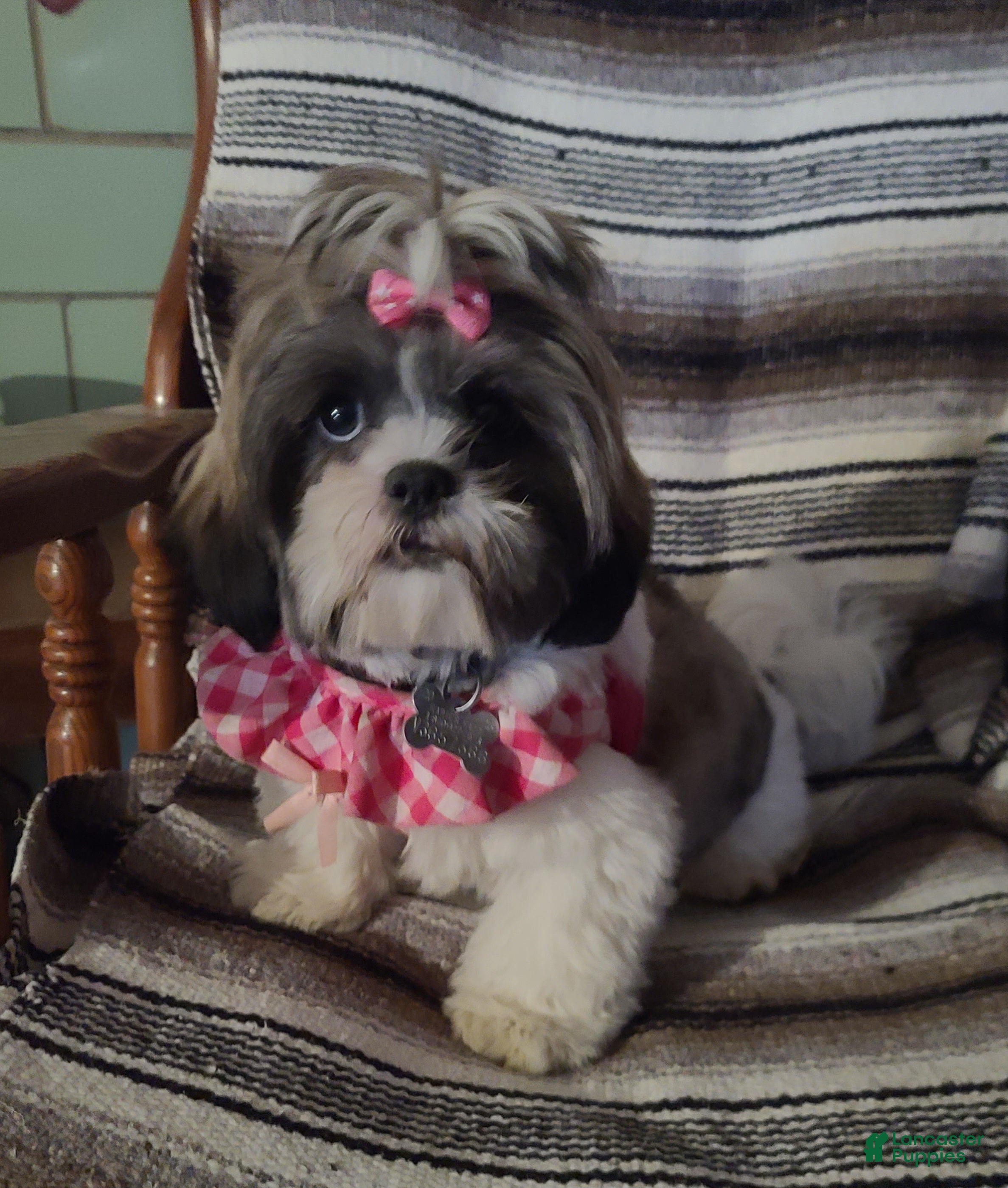 Shih Tzu dogs Lexi - Ad 1