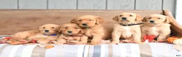 Golden Retriever dogs for sale: Willow - Ad 5