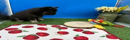 French Bulldog dogs for sale: French Bulldog 1 - Ad 7