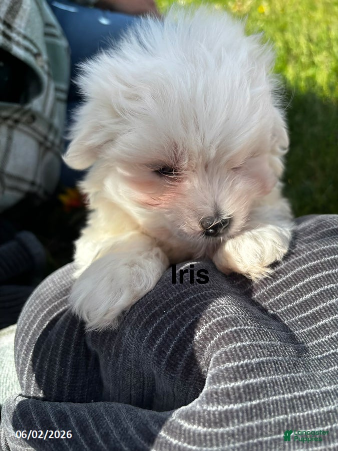 Maltese dogs for sale: Iris - Ad 5