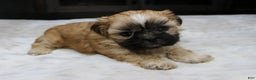 Shih Tzu dogs for sale: Carly - Ad 5