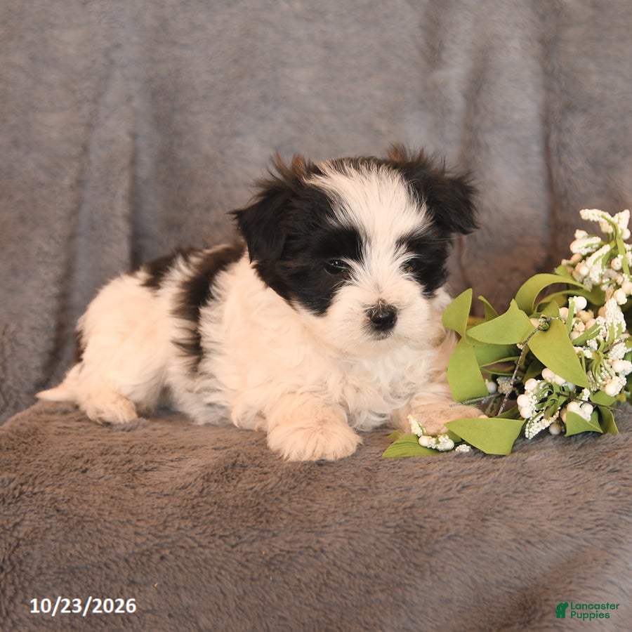 Morkie dogs for sale: Sophie - Ad 2