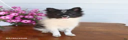 Pomeranian dogs for sale: Mark - Ad 1