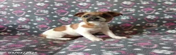 Jack Russell Terrier dogs for sale: Trina - Ad 3