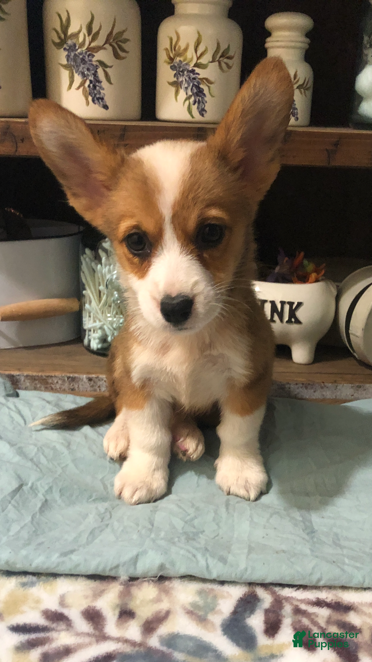 Welsh Corgi Pembroke dogs Cove - Ad 10