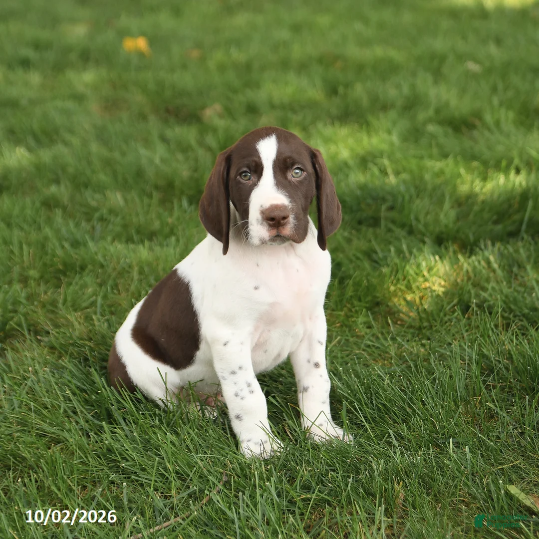 German Shorthaired Pointer dogs for sale: Sawyer - Ad 2