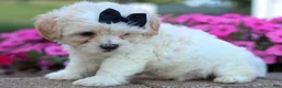 Teddy Bear dogs for sale: Bently 🐶 - Ad 14