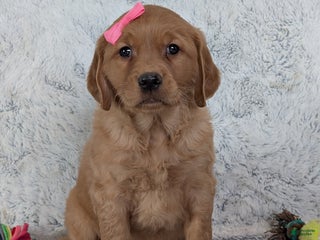 Golden Retriever dogs Miss Rosie - Ad 9