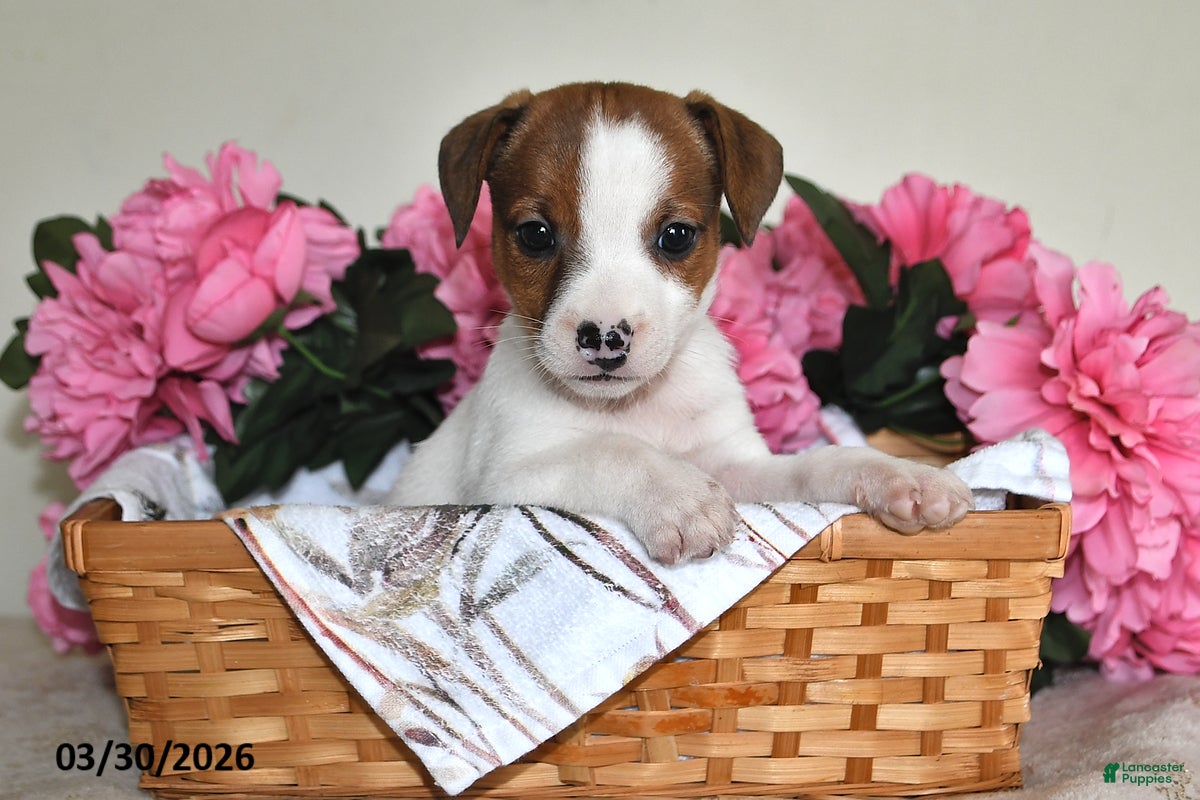 Jack Russell Terrier dogs Dixie - Ad 2