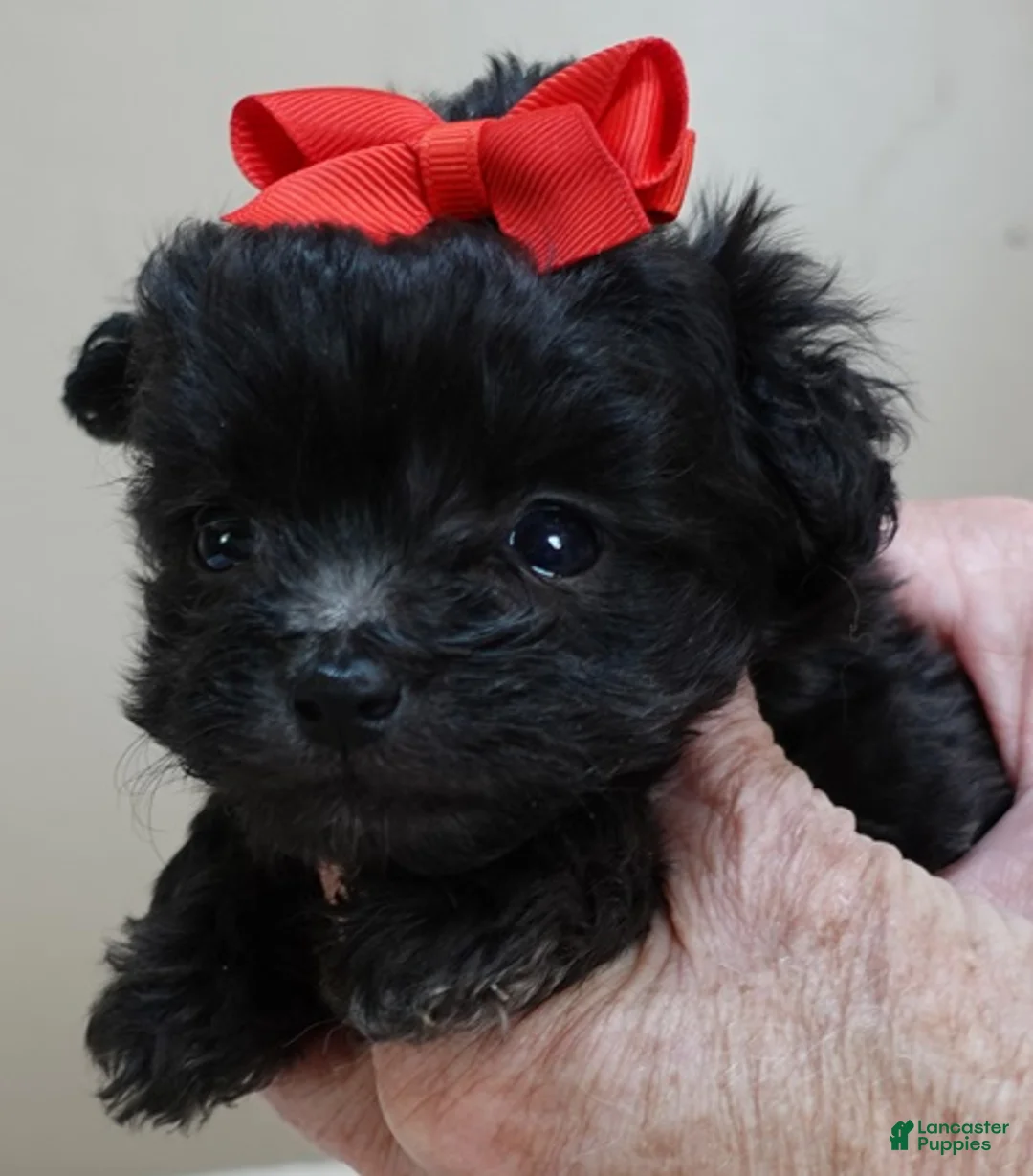 Maltipoo dogs for sale: Teacup Tug 15 ounces  - Ad 1